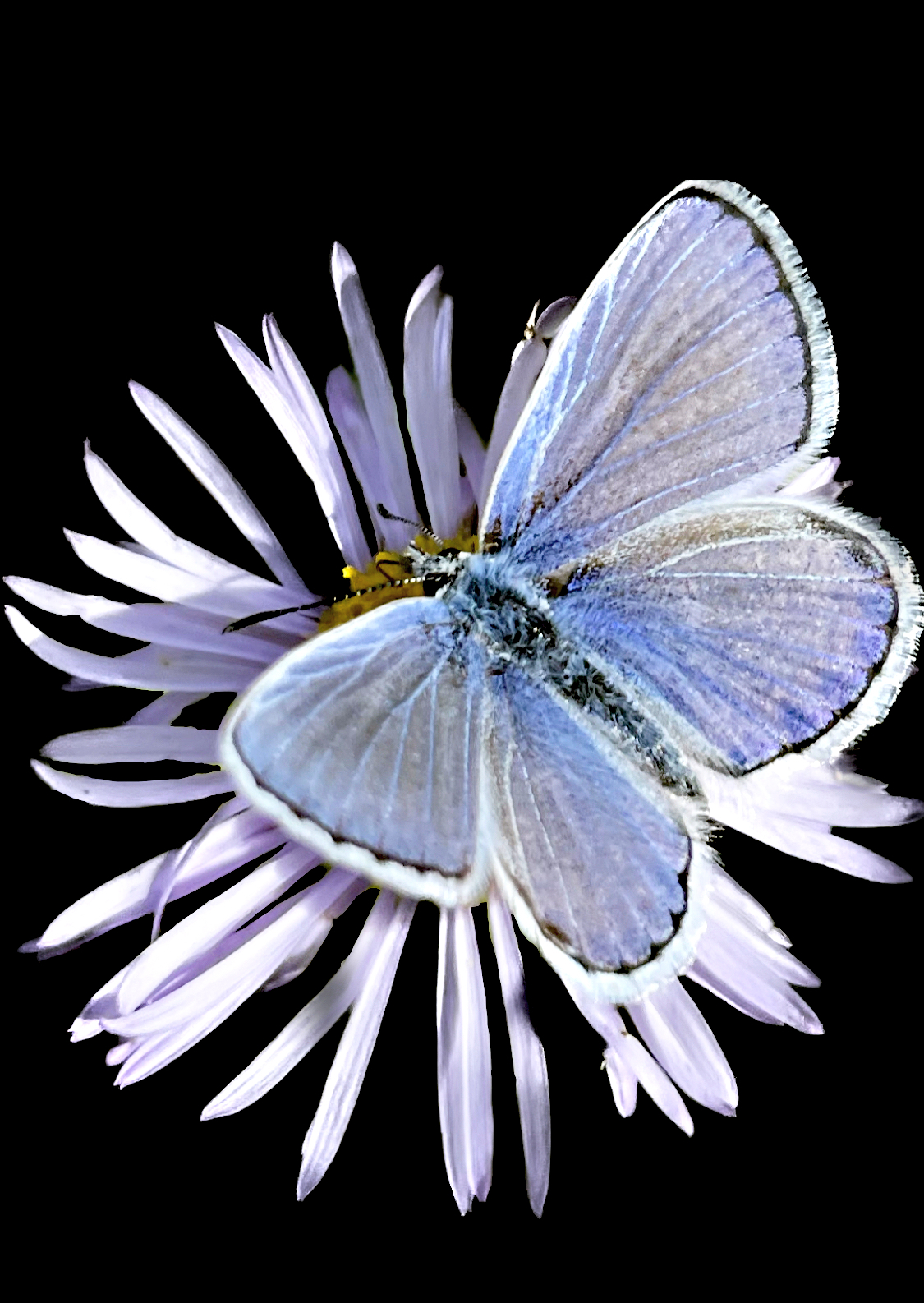 BUTTERFLY.JPG