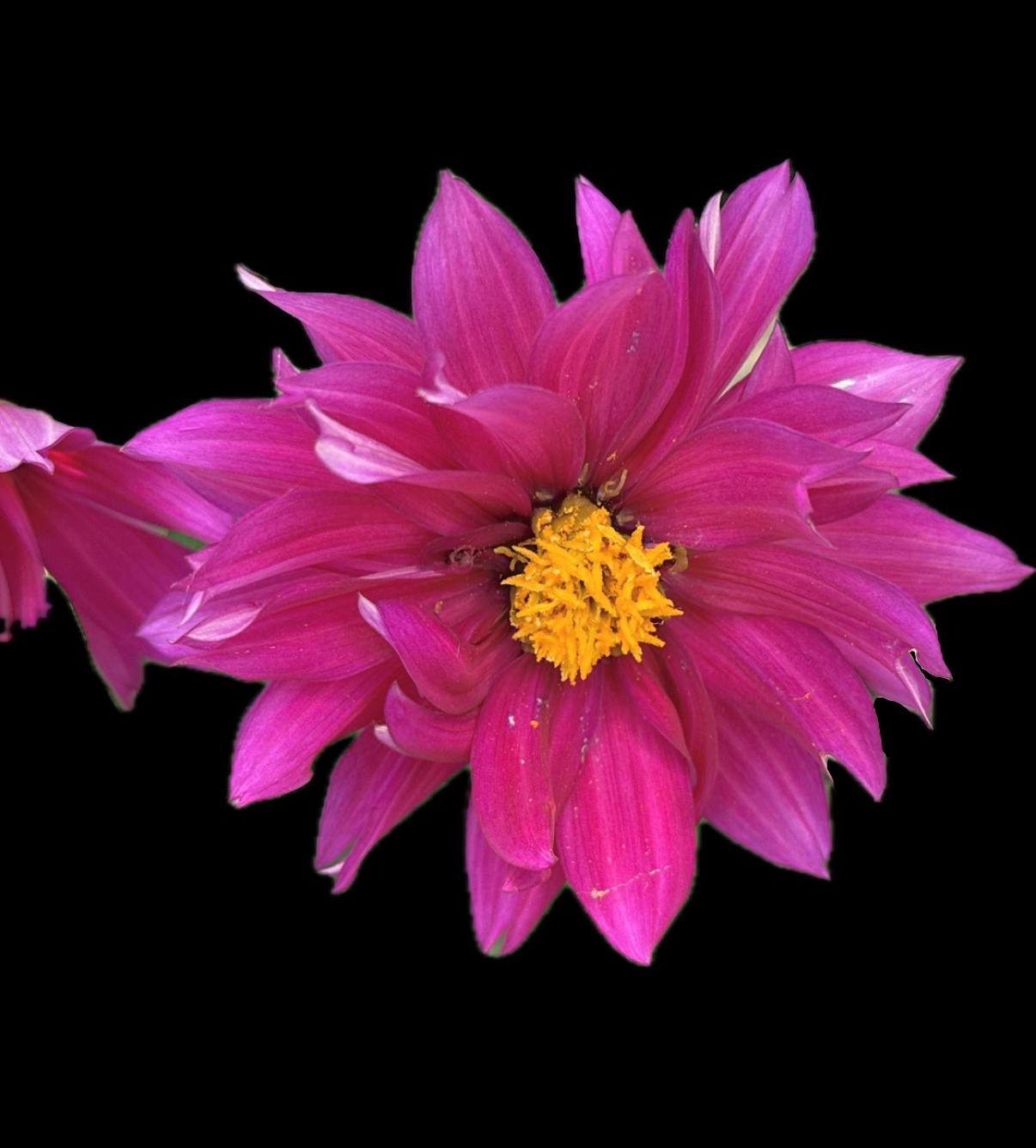 IMG_3590.PNG