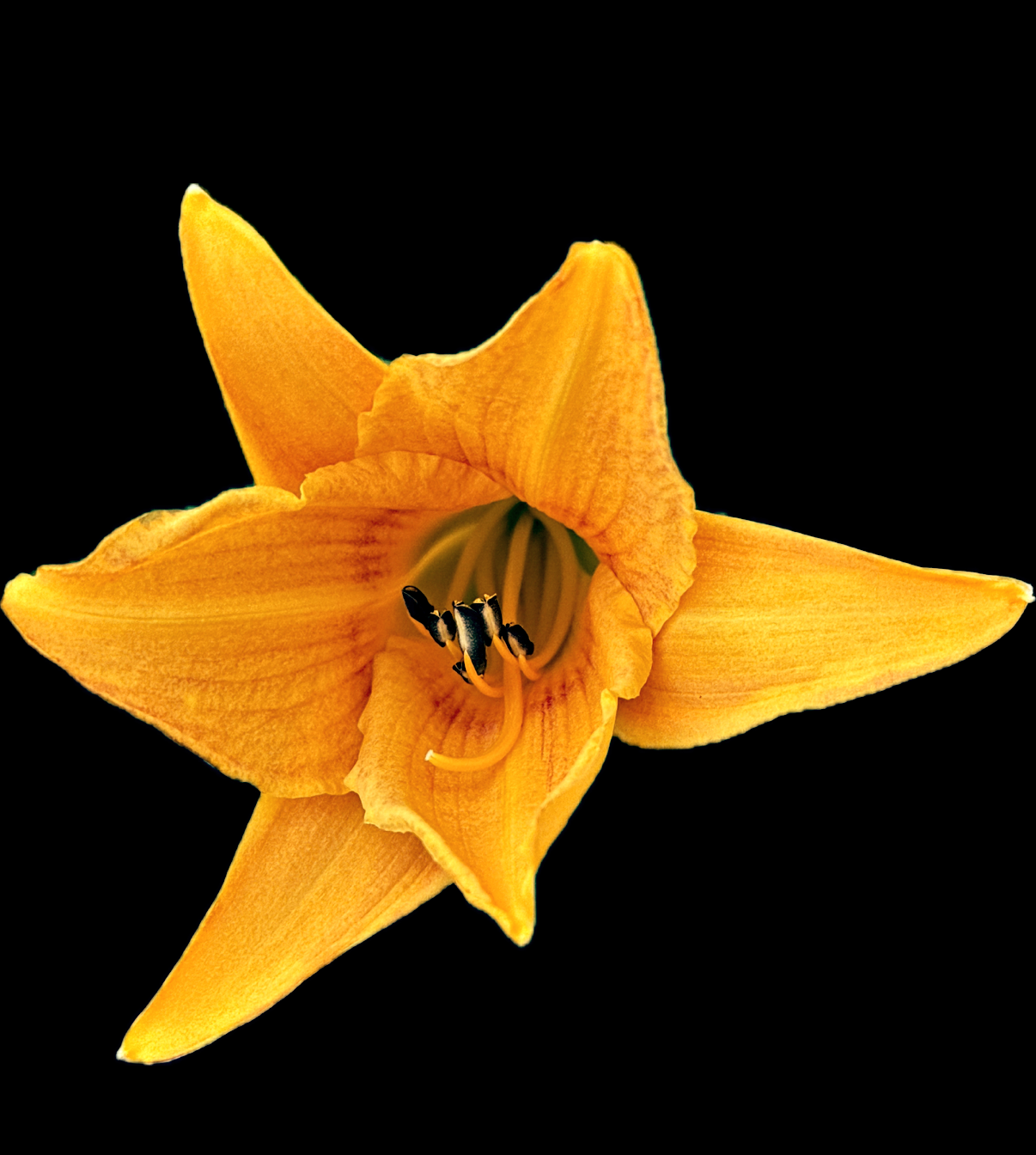 IMG_3601.PNG