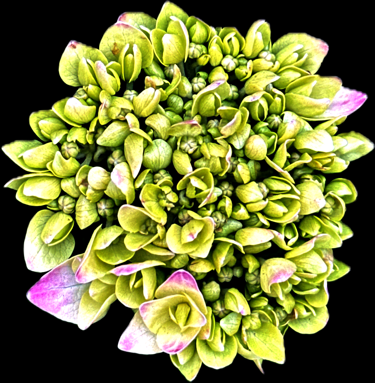 IMG_3603.PNG